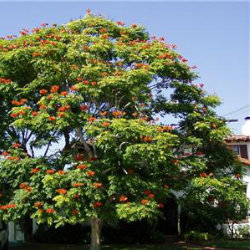 Stenocarpus Sinuatus tree